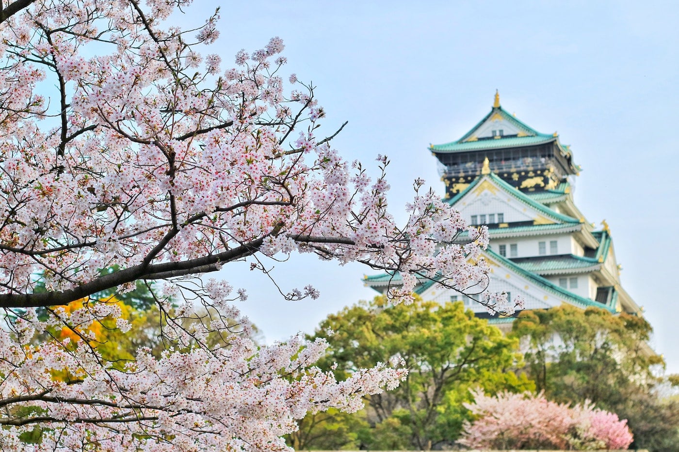 Japan Kirschblüten Zeit Blütenmeer und Tempel