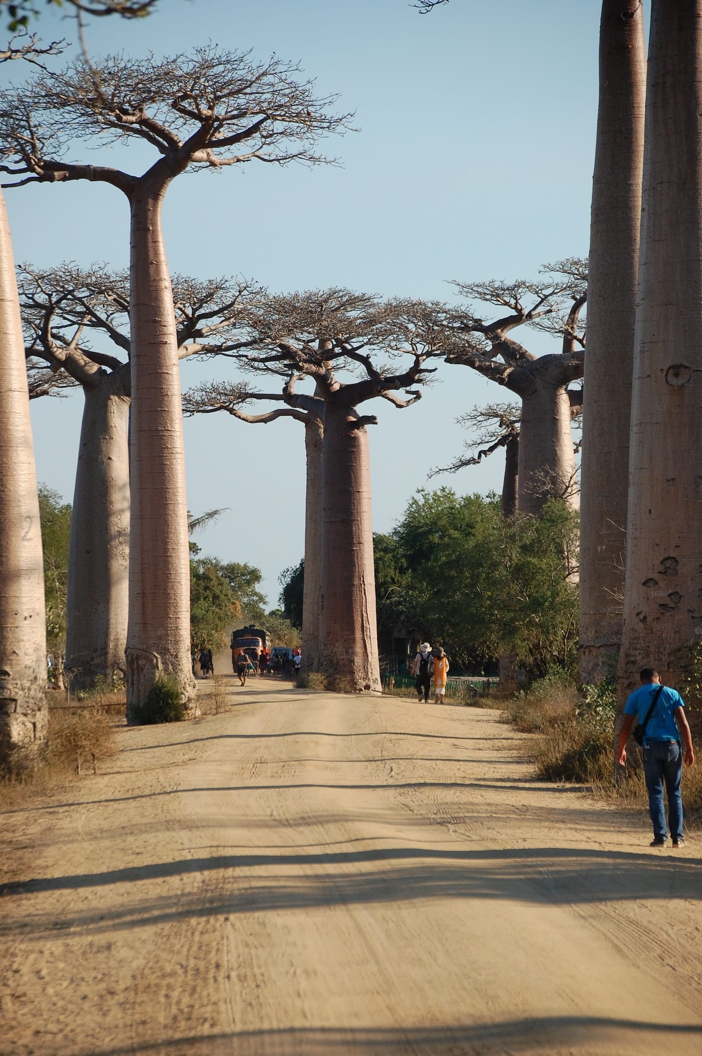 Affenbrotbaum Madagaskar Eindrücke Kultur Natur