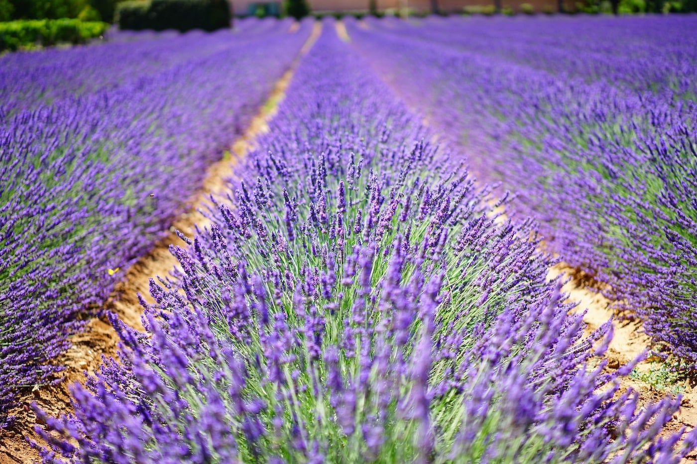 Provence Lavendelfeld Duft passende Duftkerze